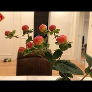 Meet your Posher, Iris